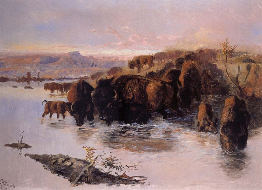 The Buffalo Herd